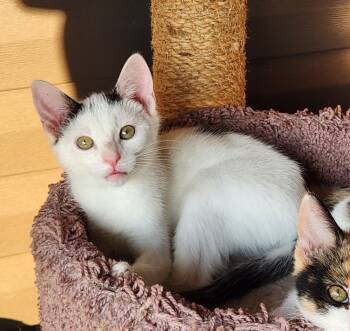 Rescue Domestic Short Hair Cats for Adoption in Youngsville, North Carolina - Ferdinand25 | PetCurious