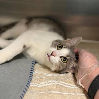 Zamboni -  Domestic Short Hair Cat for Adoption in Milan, Illinois - Zamboni | PetCurious
