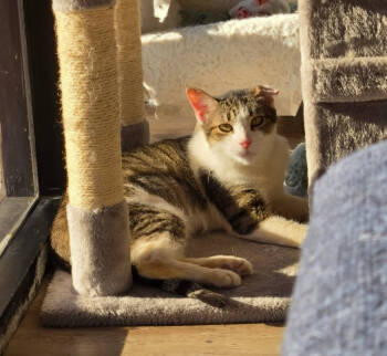 Rescue Domestic Short Hair Cats for Adoption in Tucson, Arizona - Skipper | PetCurious