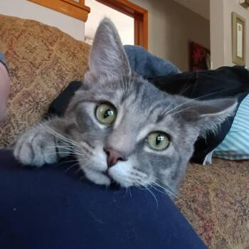 Rescue Domestic Short Hair Cats for Adoption in Grand Rapids, Minnesota - Ash | PetCurious