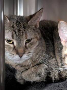 Domestic Short Hair Cats Available for Adoption in Montreal, Quebec - Sweet Pea | PetCurious