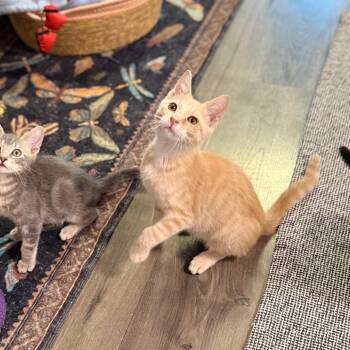 Hughie -  Domestic Short Hair Cat for Adoption in Port Richey, Florida - Hughie | PetCurious