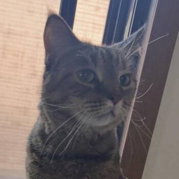 Domestic Short Hair Cats Available for Adoption in Bismarck, North Dakota - Saydee | PetCurious