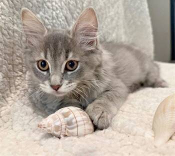 OCEAN -  Domestic Short Hair Cat for Adoption in Canfield, Ohio - OCEAN | PetCurious