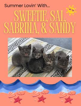 Sweetie, Sandy, Sal & Sabrina -  Domestic Medium Hair Cat for Adoption in Buffalo, New York - Sweetie, Sandy, Sal & Sabrina | PetCurious