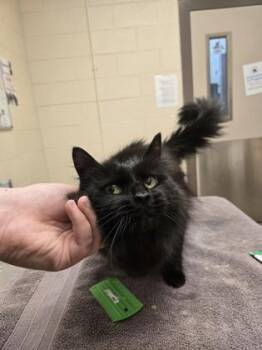 Norwegian Forest Cat and Domestic Short Hair Cats Available for Adoption in Westland, Michigan - Onyx | PetCurious