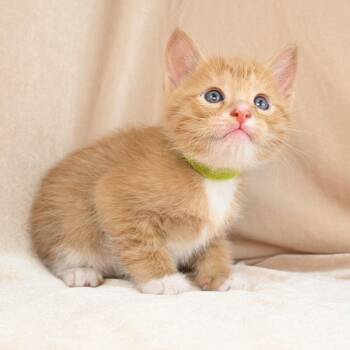 Liam -  Domestic Short Hair Cat for Adoption in Mobile, Alabama - Liam | PetCurious