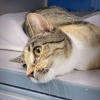 Domestic Short Hair Cats Available for Adoption - Jessa | PetCurious