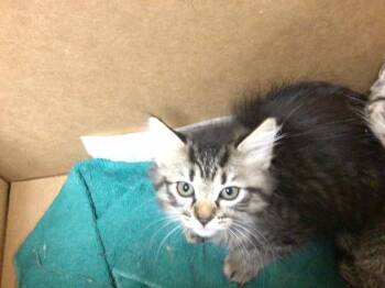 Domestic Medium Hair Cats Available for Adoption in Riverside, California - WANDA | PetCurious