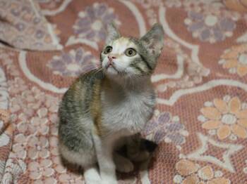 Rescue Domestic Short Hair and Turkish Angora Cats for Adoption in Brampton, Ontario - Simmy - Bélla Sister | PetCurious