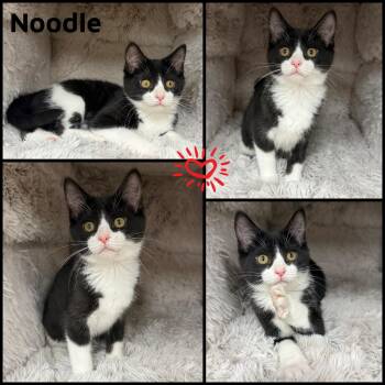 Domestic Short Hair Cats Available for Adoption - Noodle | PetCurious