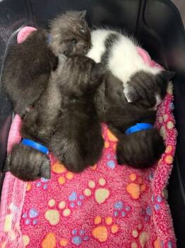 Dante -  Domestic Short Hair Cat Available for Adoption in Belton, Missouri - Dante | PetCurious