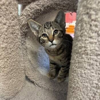 Rescue Domestic Short Hair Cats for Adoption in Sarasota, Florida - Bob | PetCurious