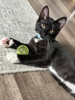LEO -  Domestic Short Hair Cat for Adoption in Westminster, Maryland - LEO | PetCurious