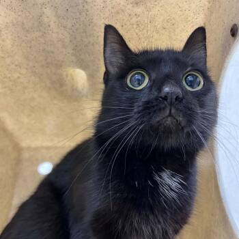 Domestic Short Hair Cats Available for Adoption in Lyndhurst, Virginia - SVAS-Stray-38684 | PetCurious