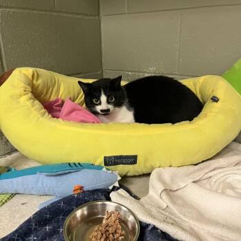 Pistachio -  Domestic Short Hair Cat for Adoption in St. Thomas, Ontario - Pistachio | PetCurious