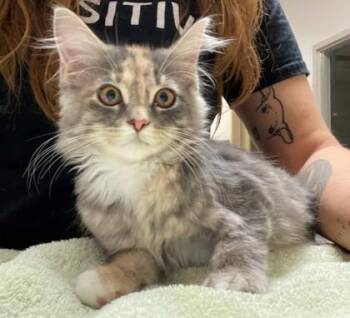 Angel Mae -  Domestic Medium Hair and Domestic Short Hair Cat for Adoption in Fishers, Indiana - Angel Mae | PetCurious