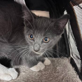 Pepperoni -  Domestic Short Hair Cat for Adoption in Goleta, California - Pepperoni | PetCurious