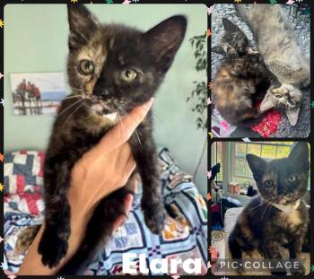 Elara -  Domestic Short Hair Cat for Adoption in Newberg, Oregon - Elara | PetCurious