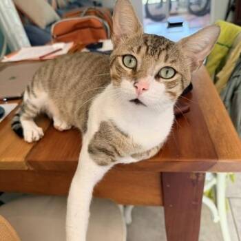 Floyd - coming soon to Colorado -  Bengal and Tabby Cat for Adoption in Boulder, Colorado - Floyd - Coming Soon To Colorado | PetCurious
