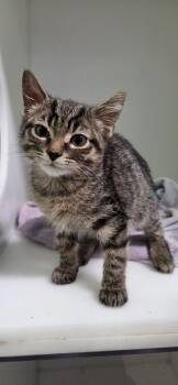 Blake -  Domestic Short Hair Cat for Adoption in Delson, Quebec - Blake | PetCurious
