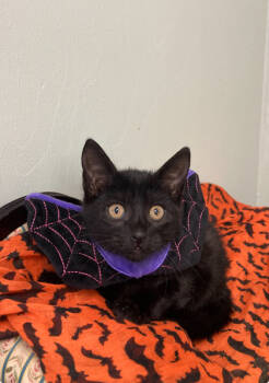 Rescue Domestic Short Hair Cats for Adoption in Picayune, Mississippi - Dusk | PetCurious