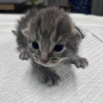 Domestic Short Hair Cats Available for Adoption in Summerville, South Carolina - Tango | PetCurious