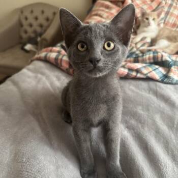 Giant -  Domestic Short Hair Cat for Adoption in Westminster, California - Giant | PetCurious