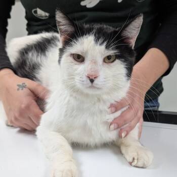 Rescue Domestic Short Hair Cats for Adoption in Canton, Illinois - Samuel | PetCurious