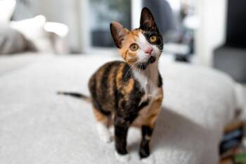Astrid 0243 -  Domestic Short Hair Cat for Adoption in Dallas, Texas - Astrid 0243 | PetCurious