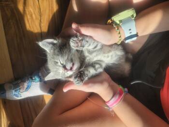 Cameron -  Domestic Short Hair Cat for Adoption in Fruit Heights, Utah - Cameron | PetCurious