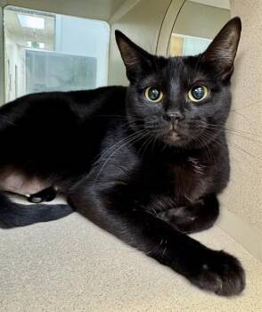 Domestic Short Hair Cats Available for Adoption in Pueblo, Colorado - STITCH IN THE BARN | PetCurious