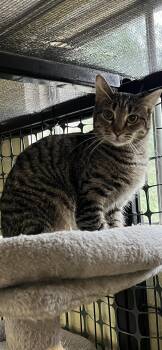 Jelly -  Domestic Short Hair Cat for Adoption in Holland, Michigan - Jelly | PetCurious