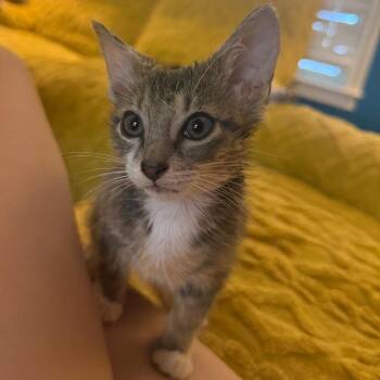 Brillo -  American Shorthair Cat for Adoption in Mount Vernon, Arkansas - Brillo | PetCurious