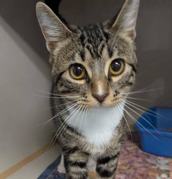 Mooncake -  Domestic Short Hair Cat for Adoption in Wetaskiwin, Alberta - Mooncake | PetCurious