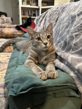 Rescue Domestic Short Hair and Tabby Cats for Adoption in Rosenberg, Texas - Matthew McConahiss | PetCurious