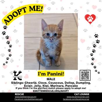 Panini -  Domestic Short Hair Cat Available for Adoption in OSBORNVILLE, New Jersey - Panini | PetCurious