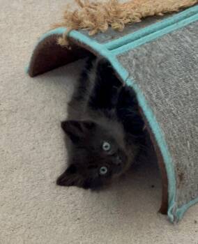 Gg Litter Rubis -  Domestic Short Hair Cat for Adoption in Livonia, Michigan - Gg Litter Rubis | PetCurious