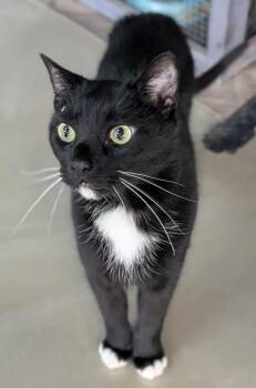 Domestic Short Hair Cats Available for Adoption in Cary, North Carolina - George | PetCurious