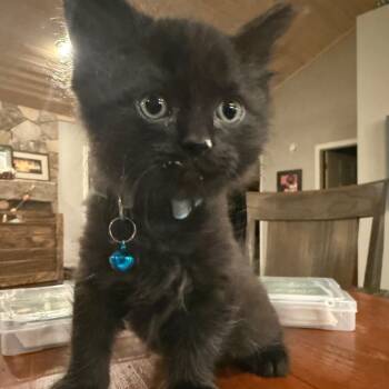 Rescue Domestic Short Hair Cats for Adoption in Brevard, North Carolina - Wilde | PetCurious