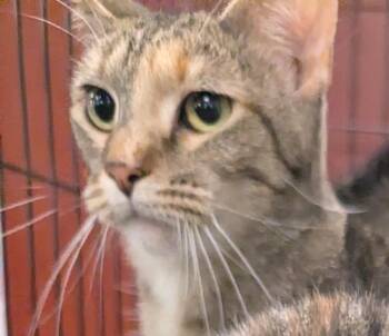 Domestic Short Hair Cats Available for Adoption in St. Cloud, Minnesota - Kloi | PetCurious