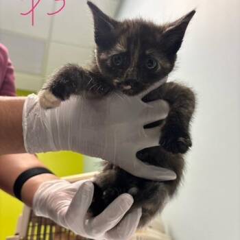 Zoe Zebra -  Domestic Short Hair Cat for Adoption in Mooresville, North Carolina - Zoe Zebra | PetCurious
