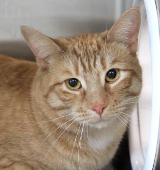 Domestic Short Hair Cats Available for Adoption in Mississauga, Ontario - Marshall | PetCurious