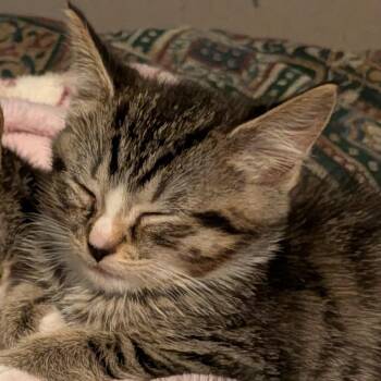 Nerds -  Domestic Short Hair Cat for Adoption in Hopkinton, Massachusetts - Nerds | PetCurious