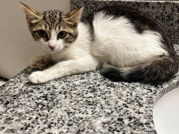 Fredonia -  Domestic Short Hair Cat for Adoption in Raleigh, North Carolina - Fredonia | PetCurious