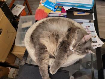 Domestic Medium Hair Cats Available for Adoption in Fairfax, Virginia - Woody (Tripod) | PetCurious