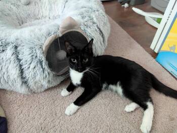 Tyler -  Domestic Short Hair Cat Available for Adoption in Fairfax Station, Virginia - Tyler | PetCurious