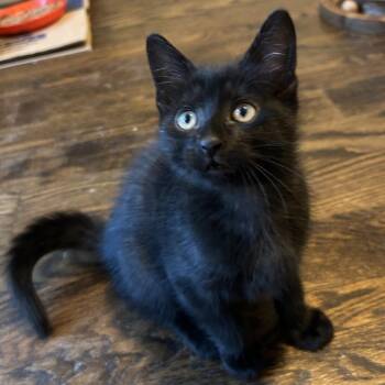 Shark -  Domestic Short Hair Cat for Adoption in Richmond, Virginia - Shark | PetCurious