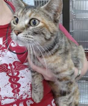 Domestic Short Hair Cats Available for Adoption in Salinas, California - MAE | PetCurious