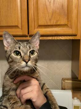 Ducky -  Domestic Short Hair Cat for Adoption in New York, New York - Ducky | PetCurious